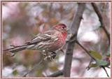 May Birds --> House Finch