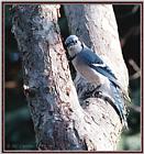 May Birds --> Blue Jay