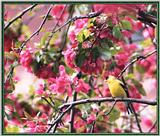 May Birds --> American Goldfinch