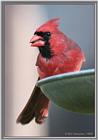 May Birds --> Northern Cardinal