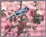 May Birds --> Blue Jay