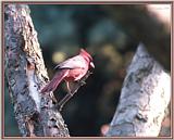 May Birds --> Northern Cardinal