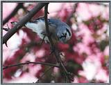 May Birds --> Blue Jay