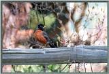 May Birds --> American Robin