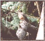 Back Yard Birds - mourning dove04.jpg