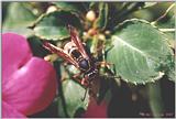 Invertebrates - Mud Dauber - bee-l.jpg