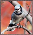 Backyard Bird Photos --> Blue Jay