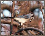 Backyard Bird Photos --> Blue Jay
