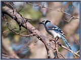 Backyard Bird Photos --> Blue Jay