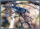 Backyard Bird Photos --> Blue Jay