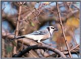 Backyard Bird Photos --> Blue Jay