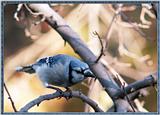 Backyard Bird Photos --> Blue Jay