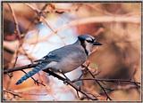 Backyard Bird Photos --> Blue Jay