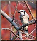 Backyard Bird Photos --> Blue Jay