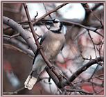 Backyard Bird Photos --> Blue Jay
