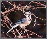 Backyard Bird Photos --> Blue Jay