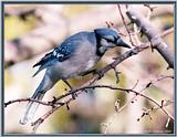Backyard Bird Photos --> Blue Jay