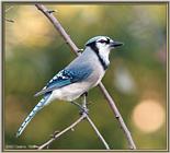 Backyard Bird Photos --> Blue Jay