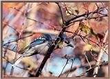Backyard Bird Photos --> Blue Jay