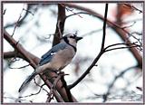 Backyard Bird Photos --> Blue Jay