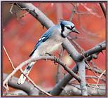 Backyard Bird Photos --> Blue Jay