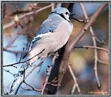 Backyard Bird Photos --> Blue Jay