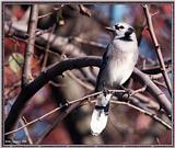 Backyard Bird Photos --> Blue Jay