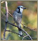 Backyard Bird Photos --> Blue Jay