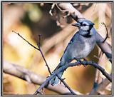 Backyard Bird Photos --> Blue Jay