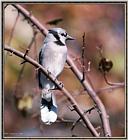 Backyard Bird Photos --> Blue Jay
