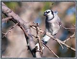 Backyard Bird Photos --> Blue Jay