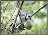 Backyard Bird Photos --> Blue Jay