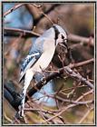 Backyard Bird Photos --> Blue Jay