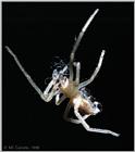 Common House Spider - spider1.jpg