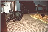 Two Cats & Marilyn - 2c&m.jpg
