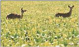 Two Deer - 2deer01.jpg