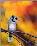 Back Yard Birds - Jay Ablaze