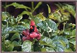cBack Yard Birds -- Cardinal At His Bath -- cardbath.jpg --> Northern Cardinal