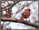 Back Yard Birds -- Cardinal.jpg --> Northern Cardinal