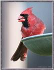 Cardinal At The Feeder - cardinal.jpg --> Northern Cardinal