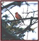 Back Yard Birds - cardinal01.jpg