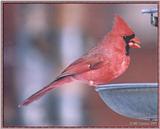 Back Yard Birds - Mostly Reposts - cardinal03.jpg --> Northern Cardinal