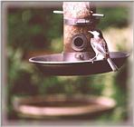 Chickadees - chickadee02.jpg