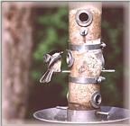 Chickadees - chickadee03.jpg