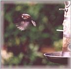 Chickadees - chickadee04.jpg