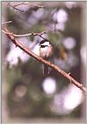 Chickadees - chickadee05.jpg