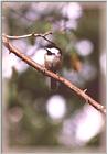 Chickadees - chickadee06.jpg