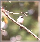 Chickadees - chickadee07.jpg