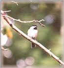 Chickadees - chickadee07.jpg