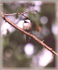 Chickadees - chickadee08.jpg